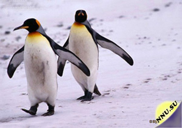 Пингвины атакуют Бразилию