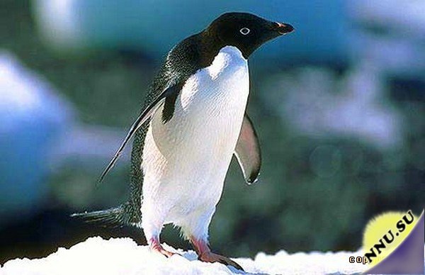 Пингвины атакуют Бразилию