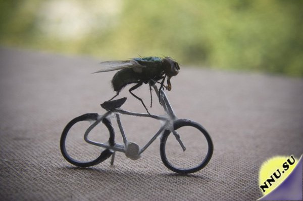 Один день из жизни мухи
