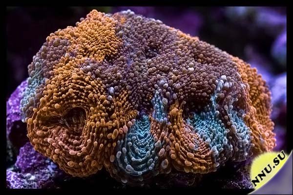 Все богатство кораллового рифа в домашних условиях