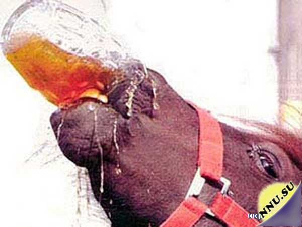 Лошади запретили пить пиво в баре