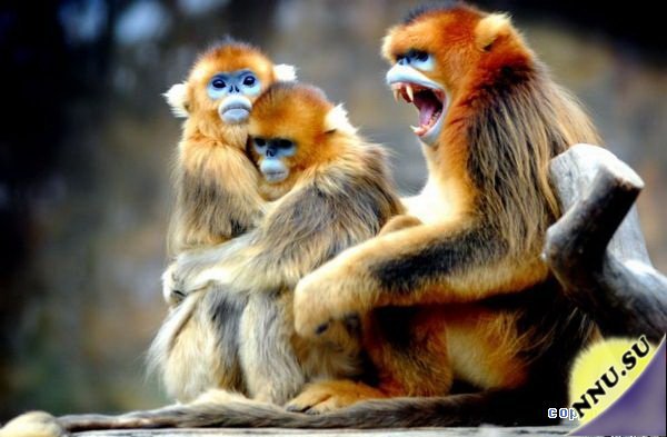 Необычные обезьянки