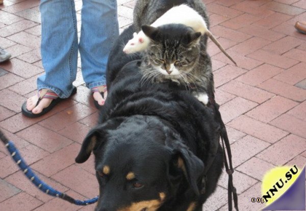 Кот, мышь и собака