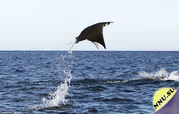 Мобула - летающий морской дьявол (24 фото+видео)