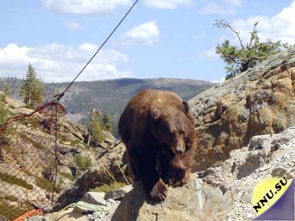Медведь на мосту