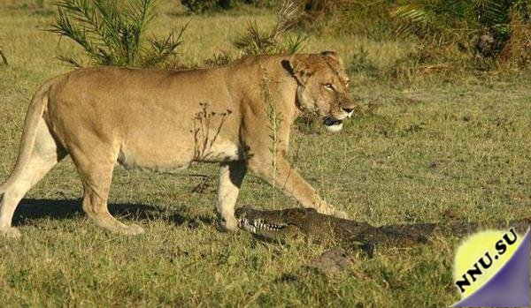 Львицы против крокодила
