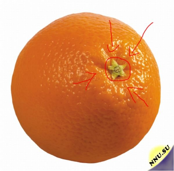 Как на спор узнать сколько долек в апельсине?