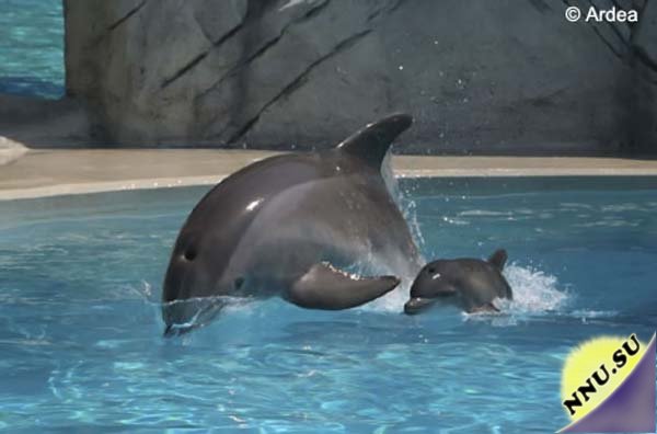 Рождение дельфина