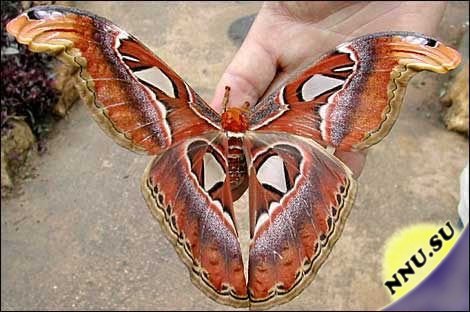 Самая большая бабочка в мире