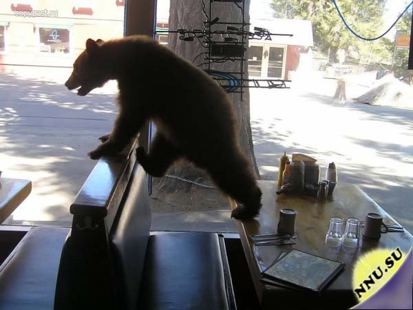 Калифорнийские медведи непрочь сходить в ресторан