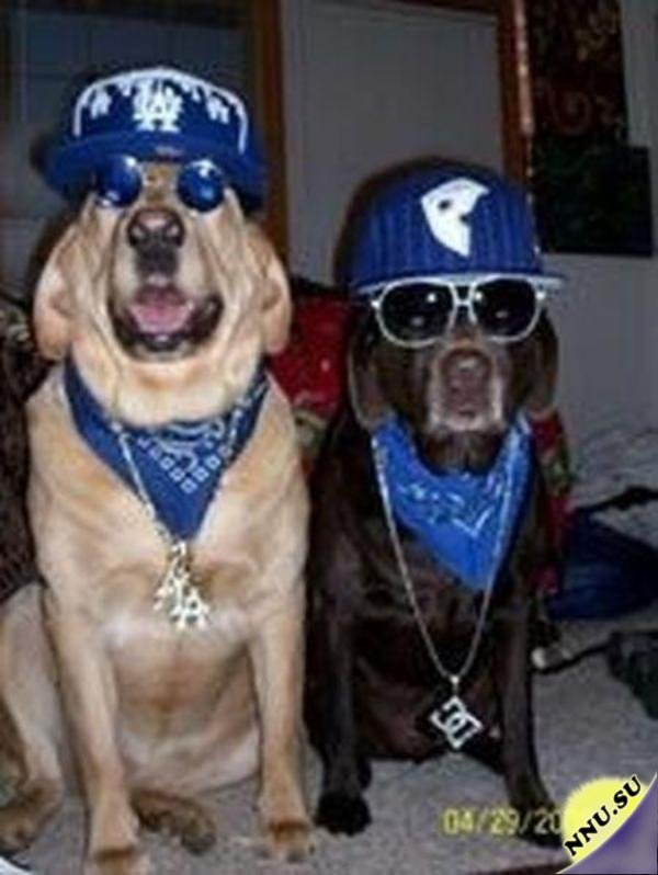 Собаки в гангстерских прикидах