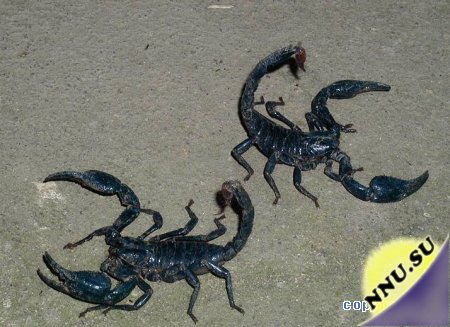 Скорпион-Султан пустыни