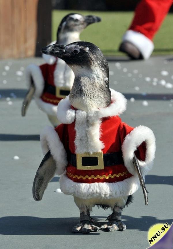 Пингвин Санта Клаус