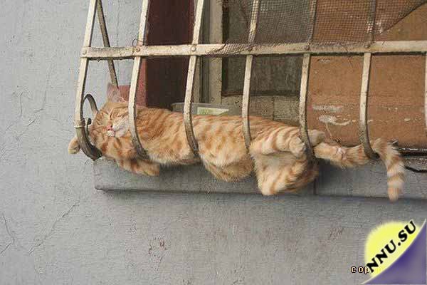 Как и где спят кошки