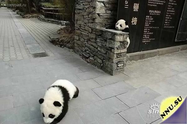 Маленькие панды перезжают