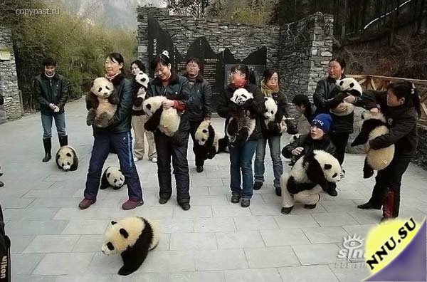 Маленькие панды перезжают
