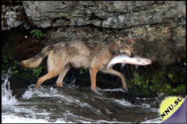 Рыбалка волка