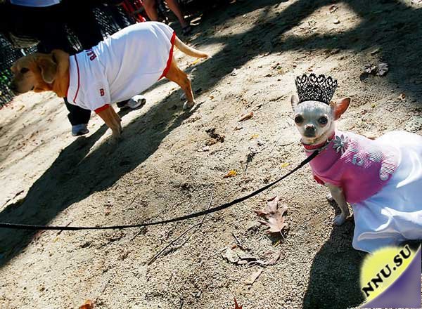 Конкурс нарядов для собак в Нью-Йорке