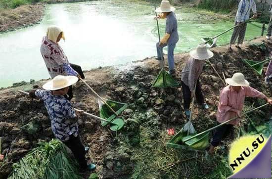 Сине-зеленые водоросли атаковали озеро Chaohu в Китае
