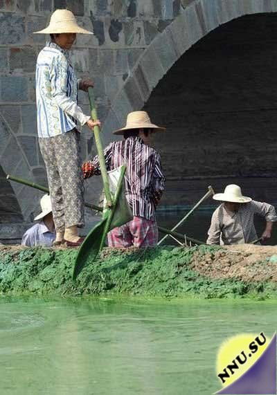 Сине-зеленые водоросли атаковали озеро Chaohu в Китае