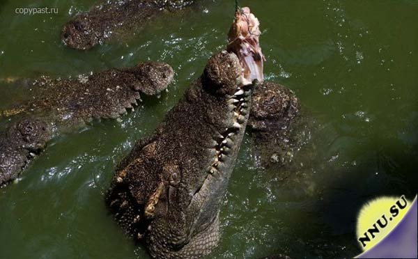 В пасти крокодила