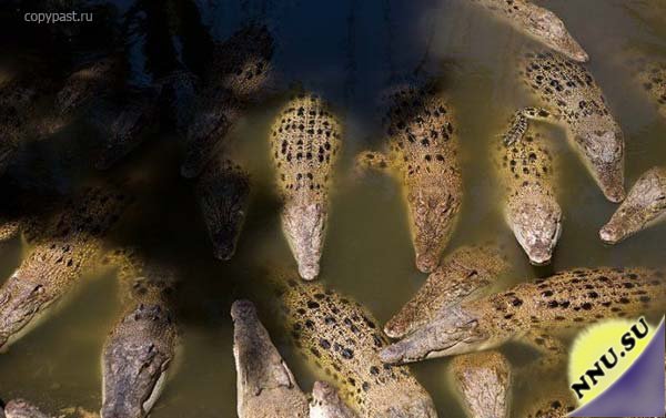В пасти крокодила