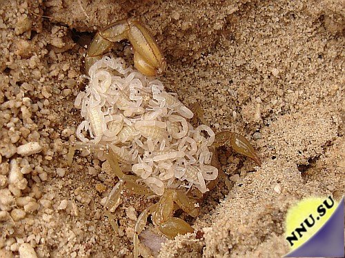 Самака скорпиона с выводком