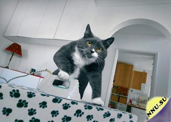 Кошка-домохозяйка
