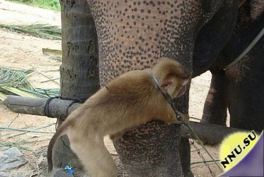 Наглая обезьяна