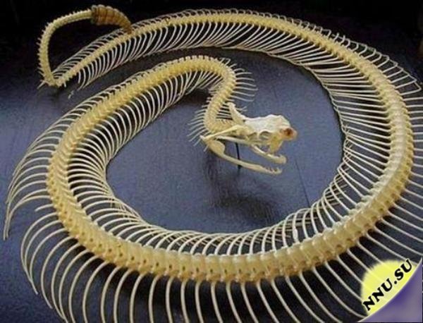 Змеиный скелет