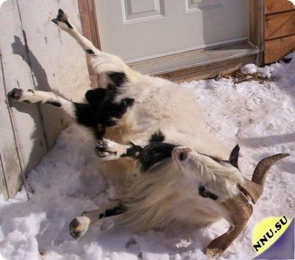Обморочные козы (6 фото + 4 видео)