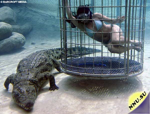 В одном водоеме с крокодилами