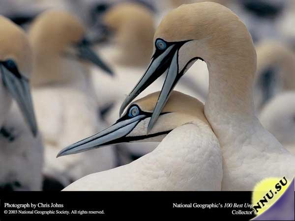 Природа National Geographic