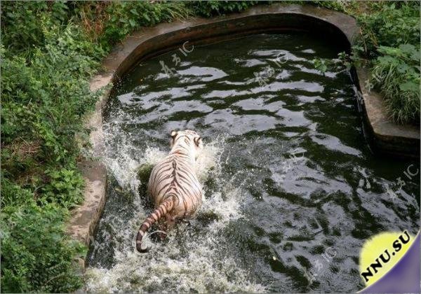 Схватка тигров в бассейне
