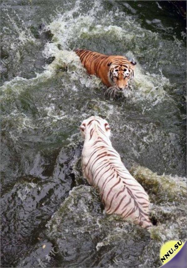 Схватка тигров в бассейне