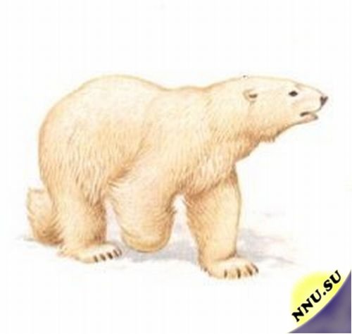 Самые интересные факты о медведях