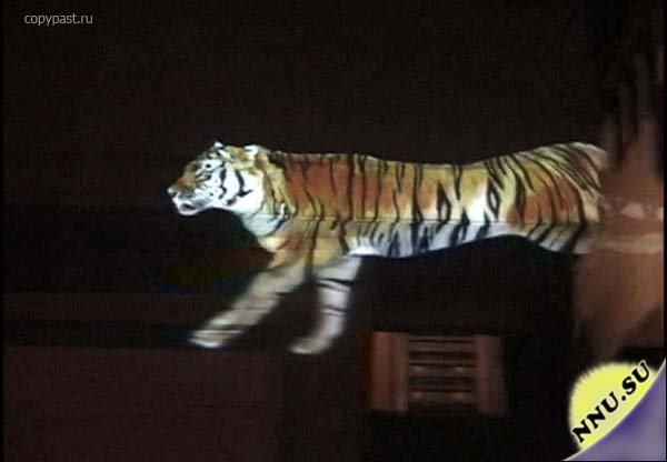 Бегущий виртуальный тигра (9 фото+видео)