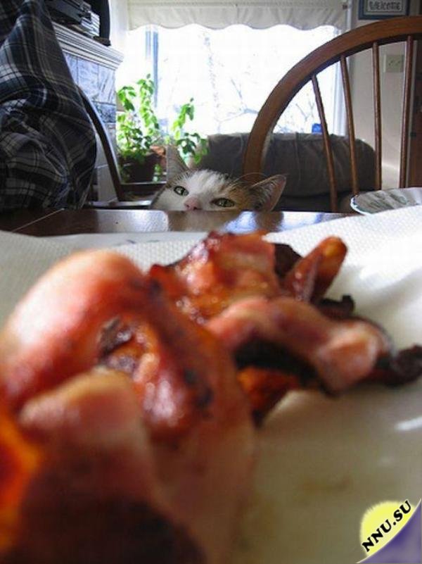 Коты и мясо