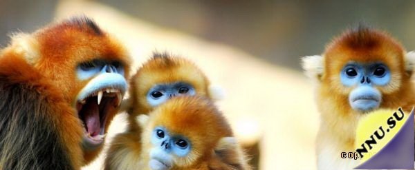 Необычные обезьянки