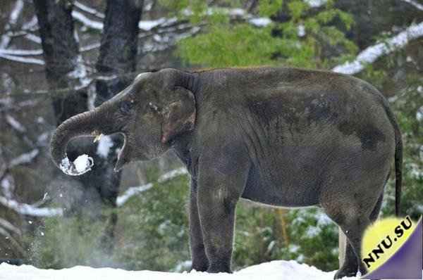 Слон, который любит играть в снежки