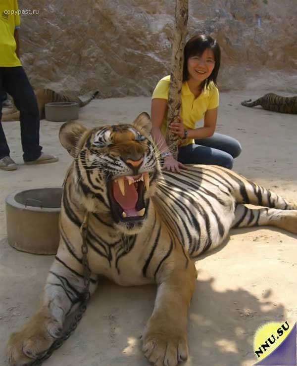 Ручные тигры