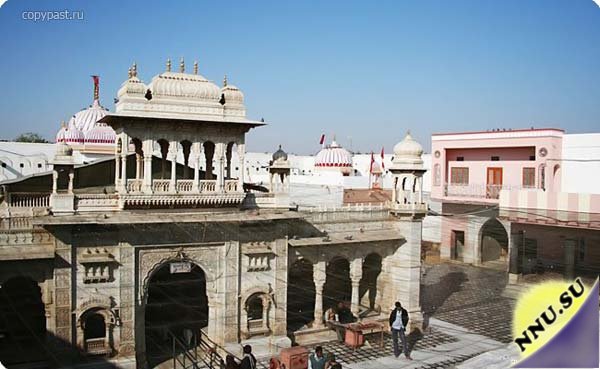 Karni Mata Temple - крысиный рай