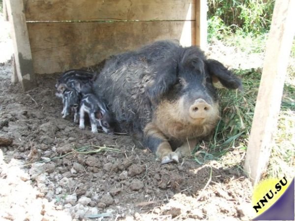 Шерстистая свинья породы Мандалица или «овечья свинья» (13 фото + 2 видео)