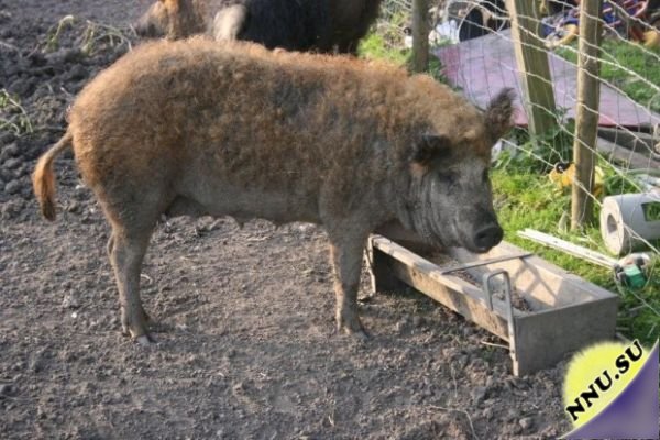 Шерстистая свинья породы Мандалица или «овечья свинья» (13 фото + 2 видео)