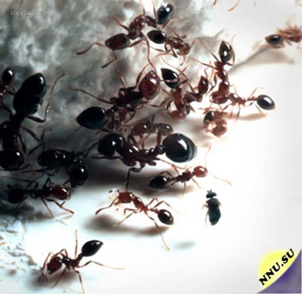 Зачем нужны ленивые муравьи