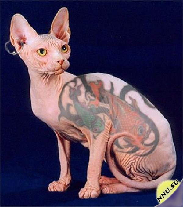Татуированные кошки-сфинксы (15 фото + 3 видео)
