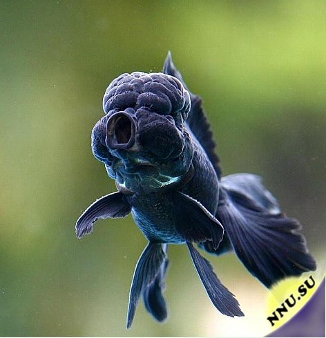 Самая умная рыба