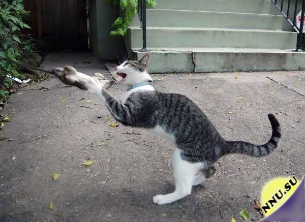 Кошка с мышкой танцуют капоэйру