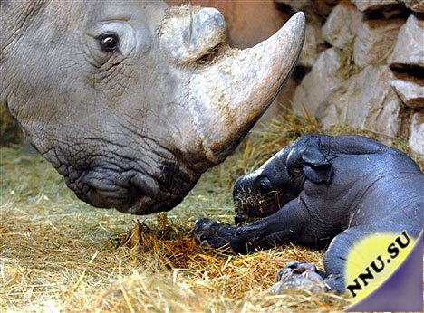 Малыш носорожек