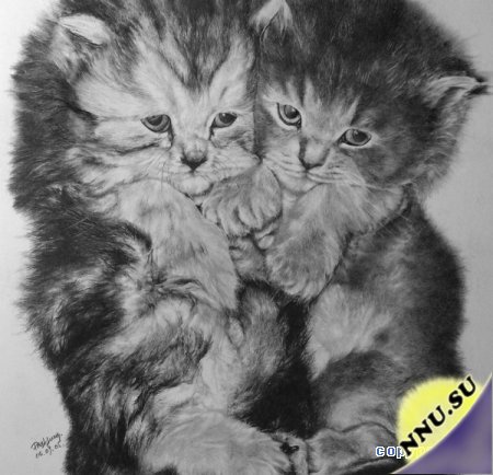 Кошки от Paul Lung